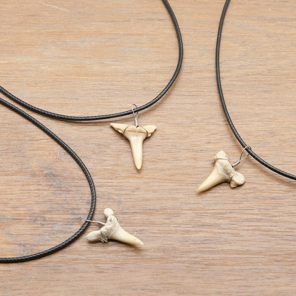 otudus shark tooth fossil necklace