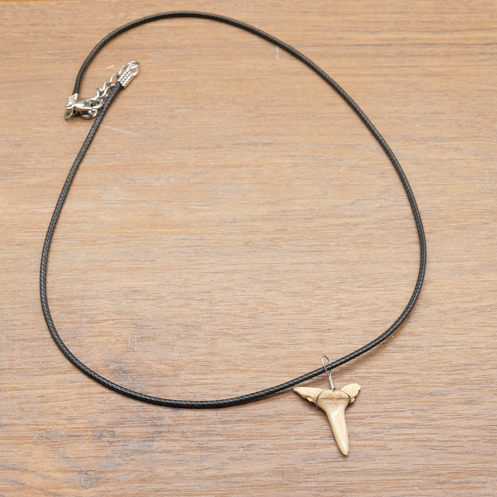 otudus shark tooth fossil necklace