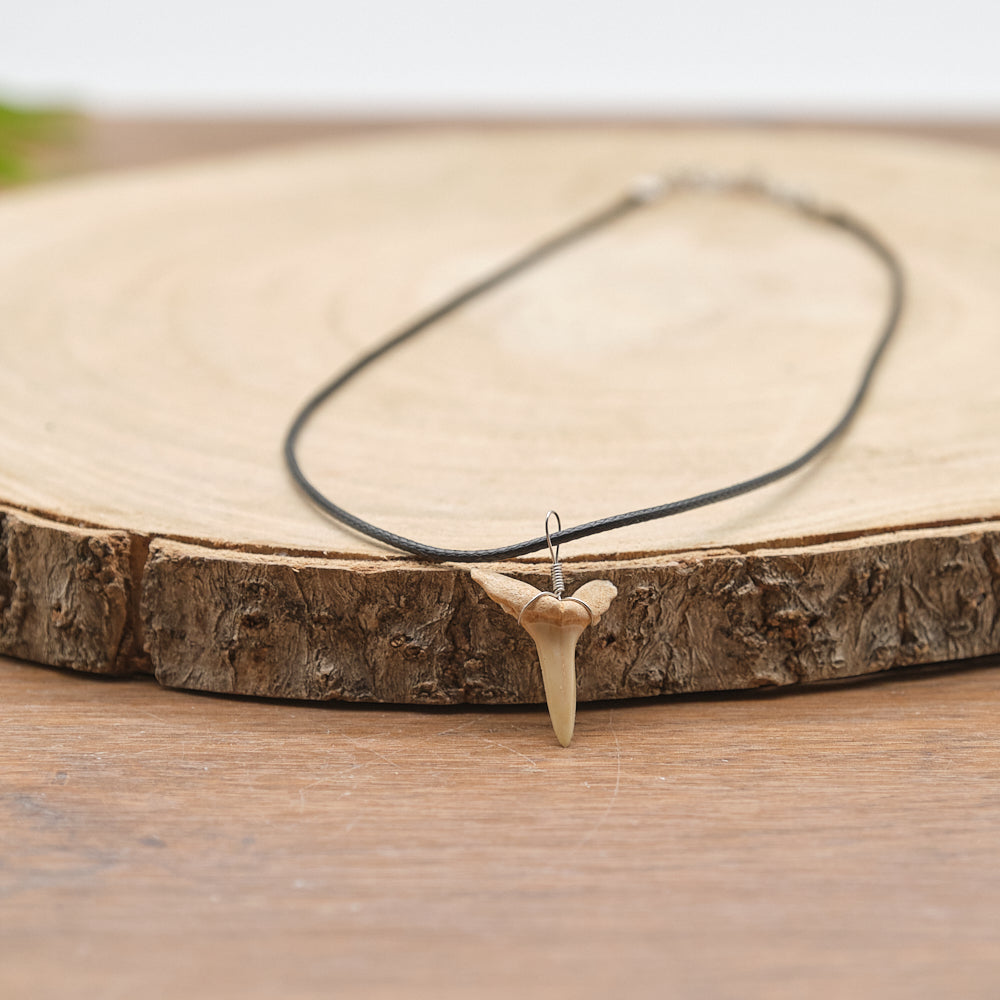 otudus shark tooth fossil necklace