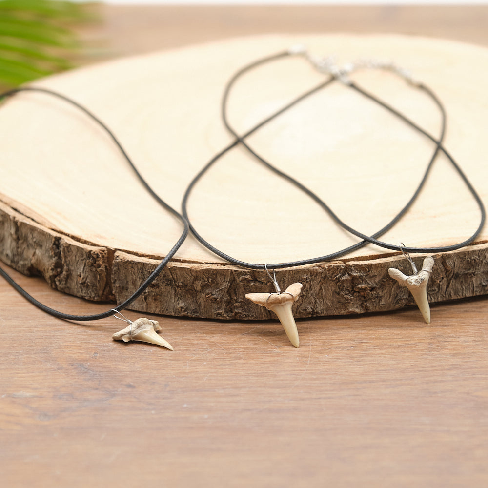 otudus shark tooth fossil necklace