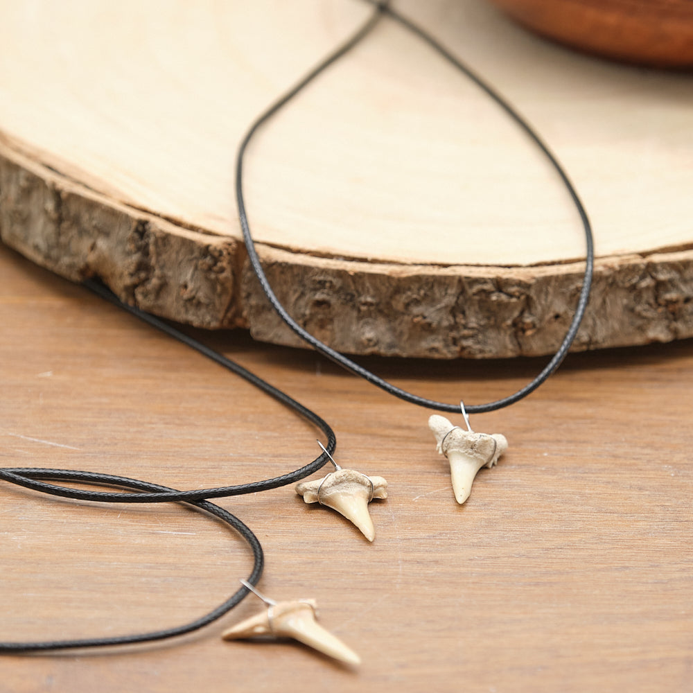 otudus shark tooth fossil necklace