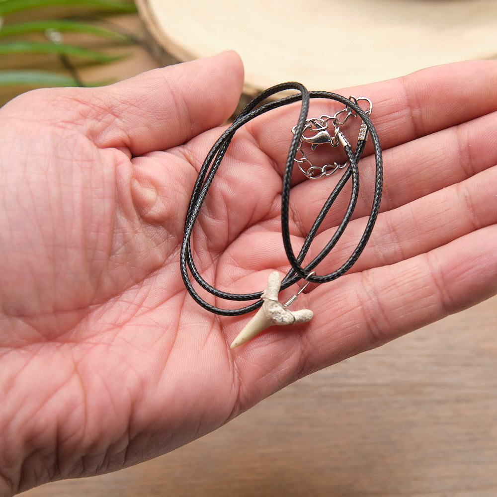otudus shark tooth fossil necklace