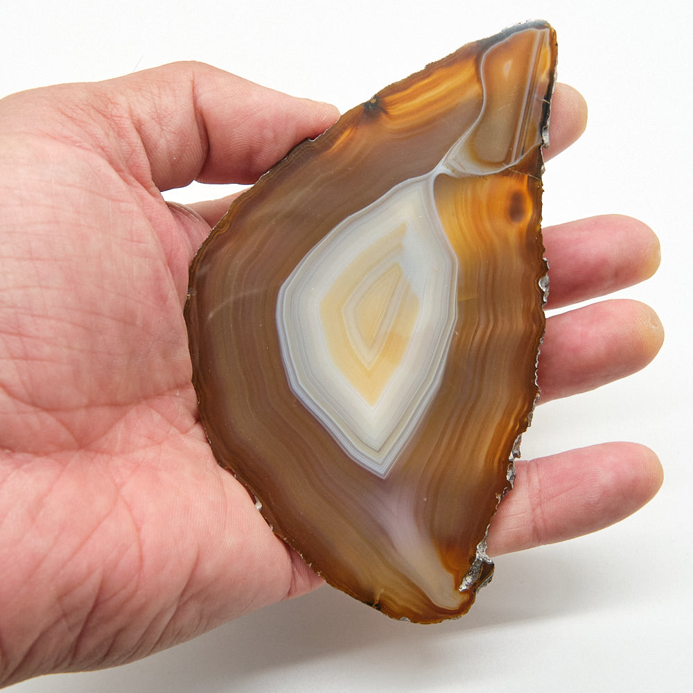 Hand holding a polished agate stone with brown and white patterns on a white background