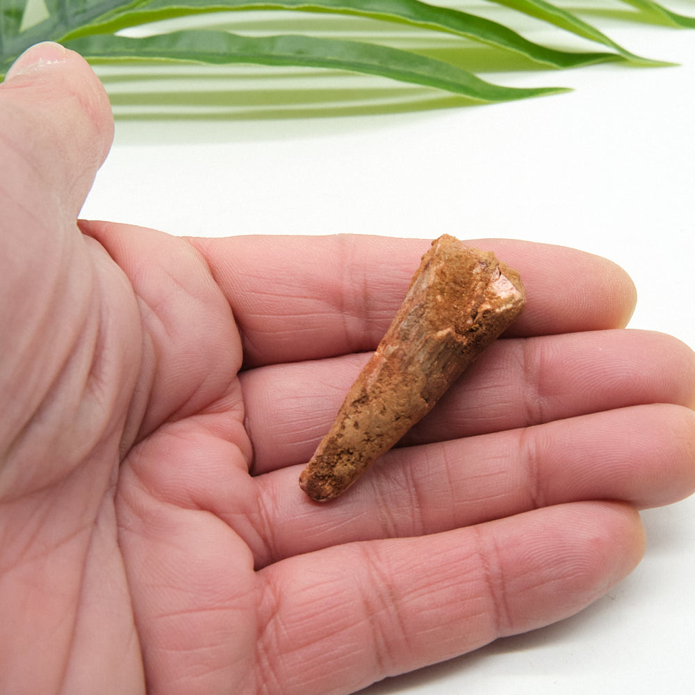 Genuine Spinosaurus Dinosaur Tooth 4.5cm