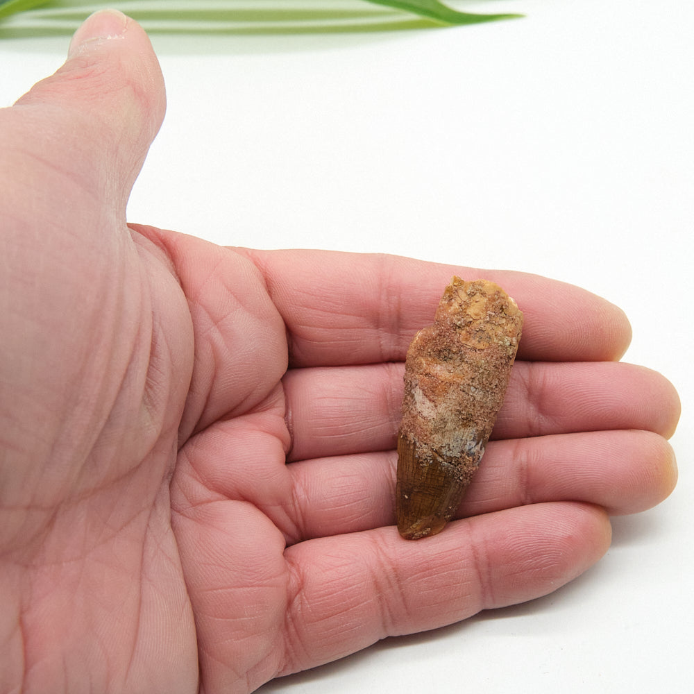 Hand holding a small spinosaurus fossil tooth like object on a white background