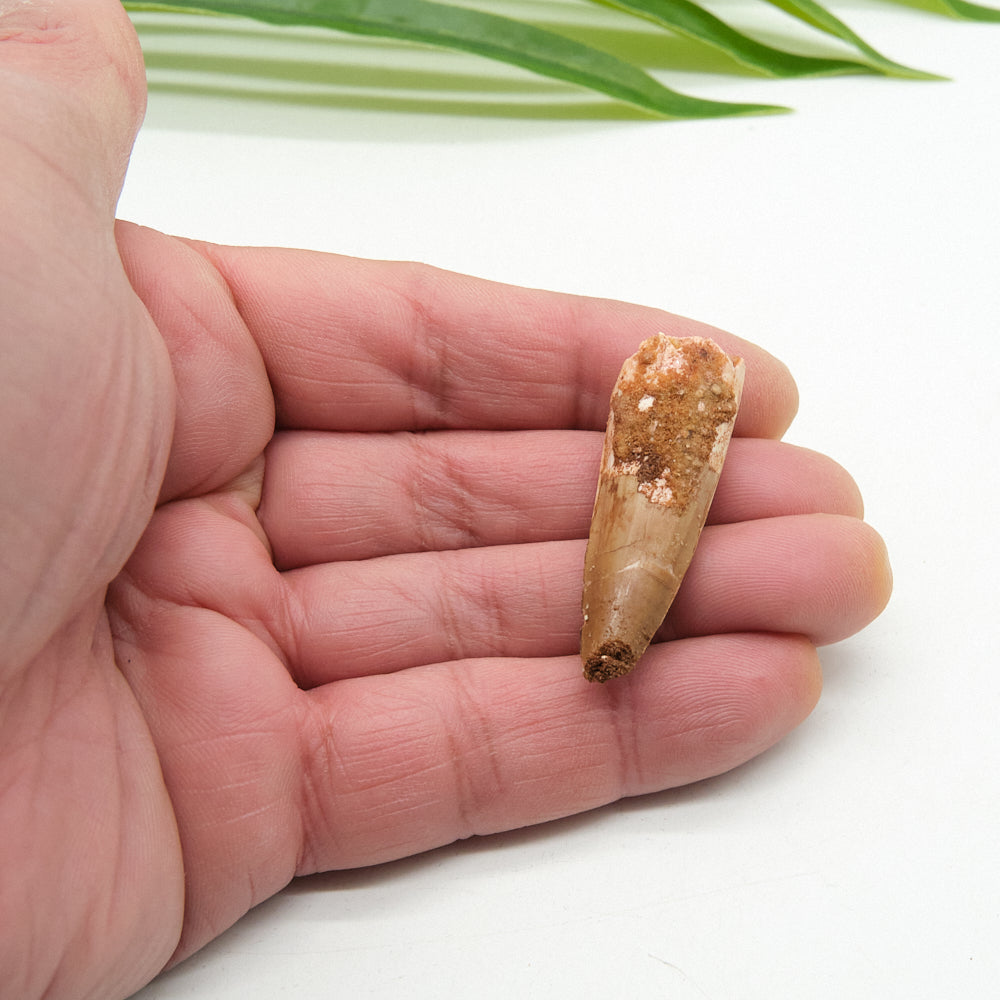Genuine Spinosaurus Dinosaur Tooth 4cm