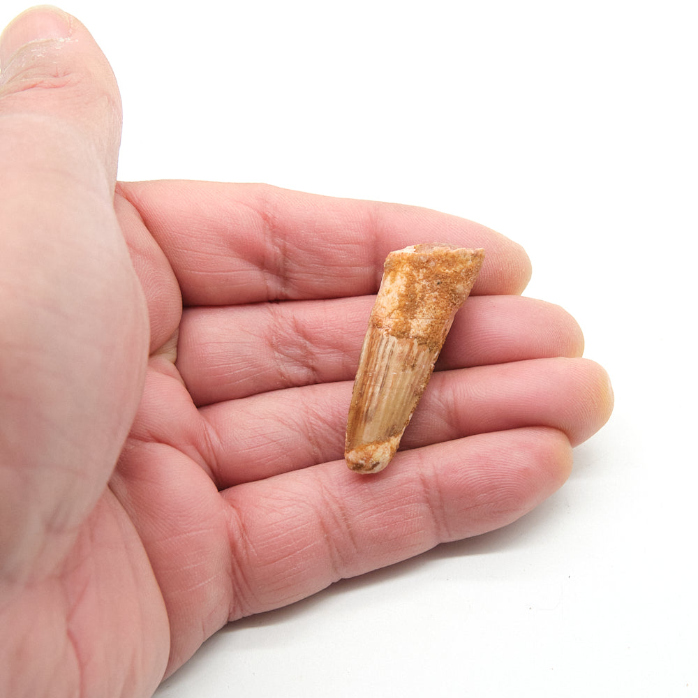 Genuine Spinosaurus Dinosaur Tooth 4cm