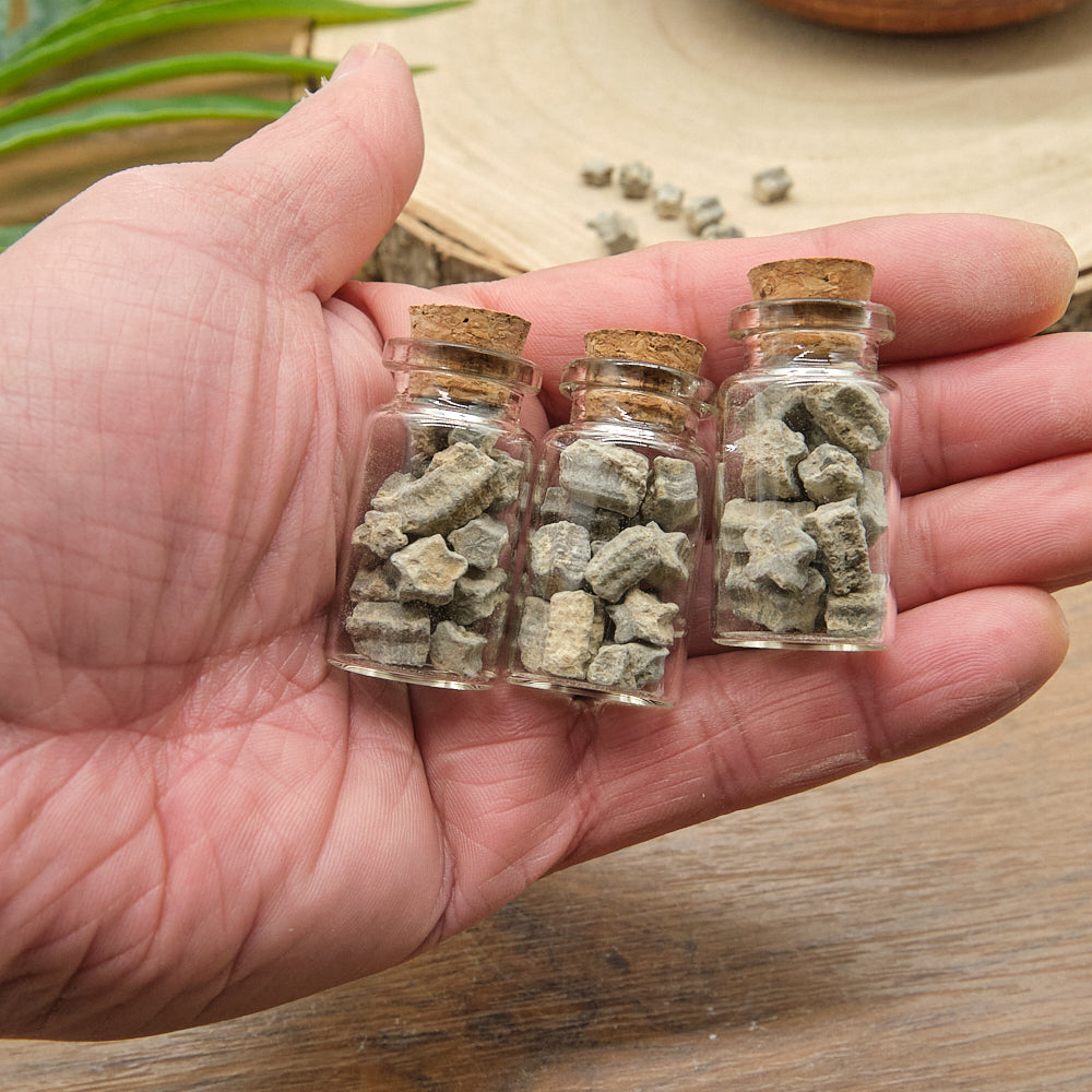 Crinoid Star Fossils In 3 Bottles Gift Set