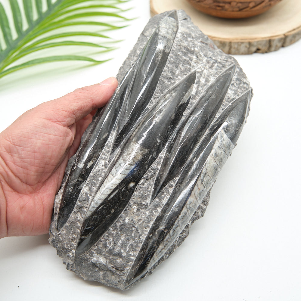 Large Black Orthoceras Slab 1545g