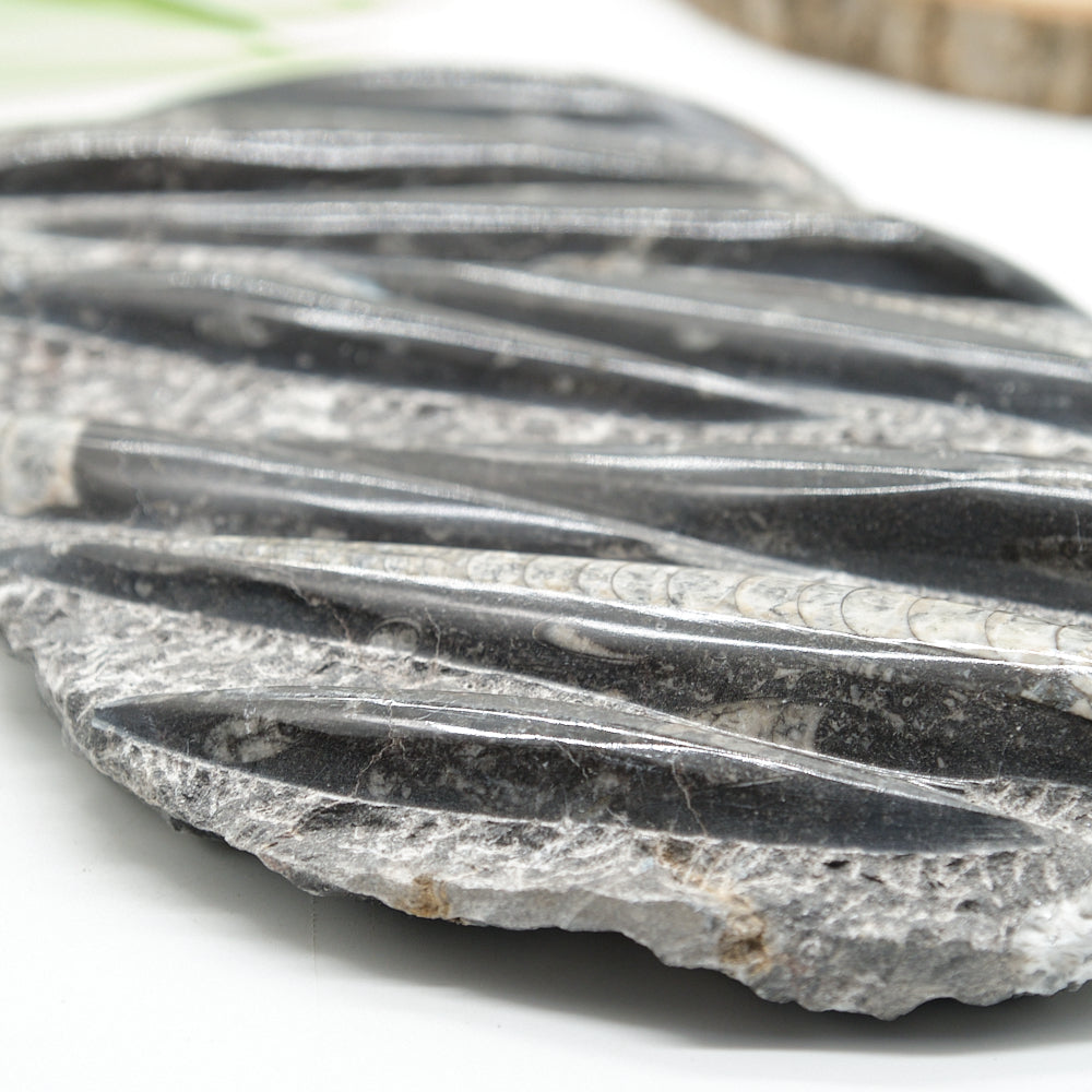 Large Black Orthoceras Slab 2092g