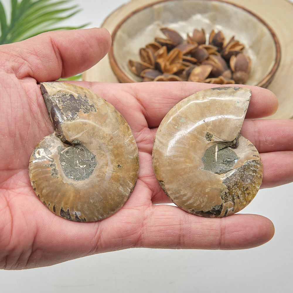 Large Ammonite Fossil Pair 7 x 5cm