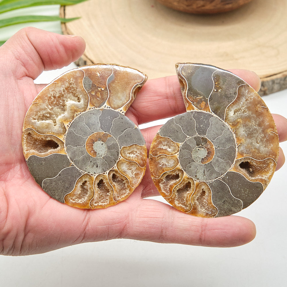 Large Ammonite Fossil Pair 8 x 6cm