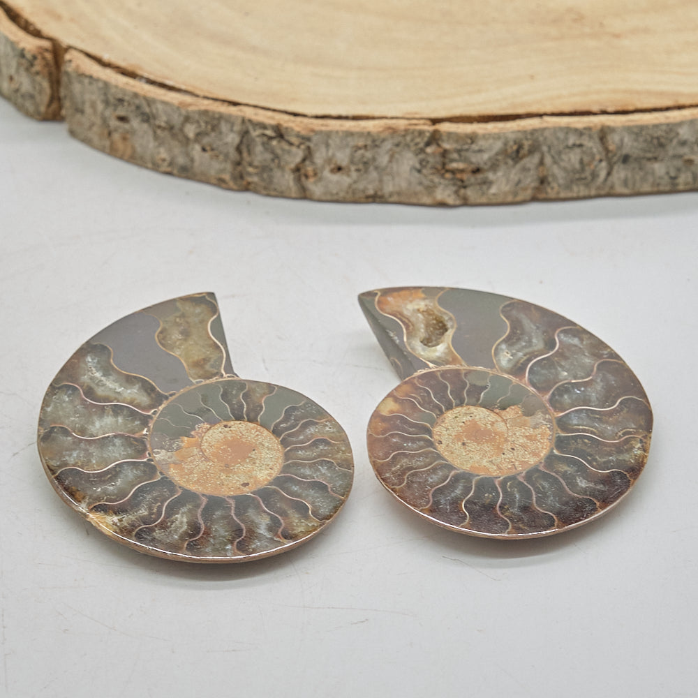 Large Ammonite Fossil Pair 7 x 5cm