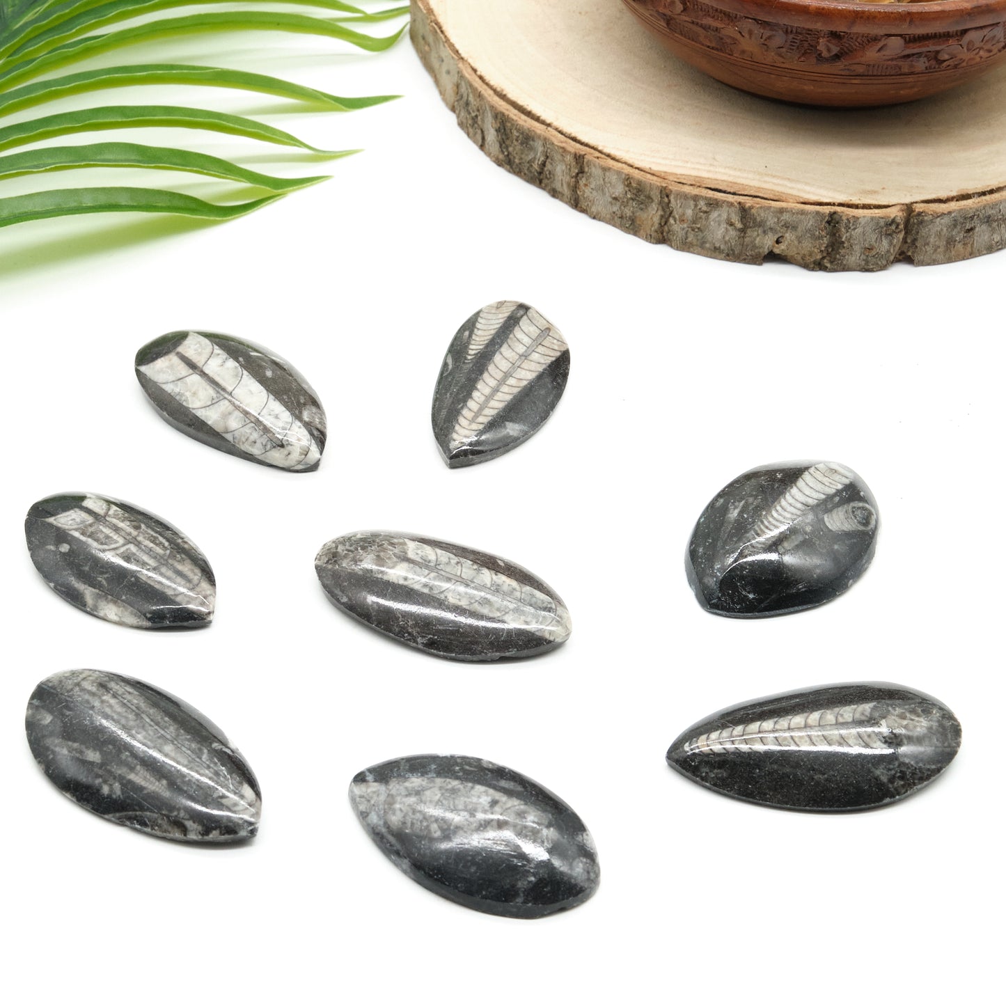 black orthoceras fossil, polished marble palmstone
