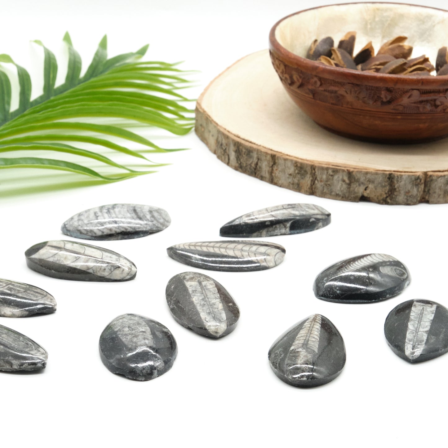 black orthoceras fossil, polished marble palmstone