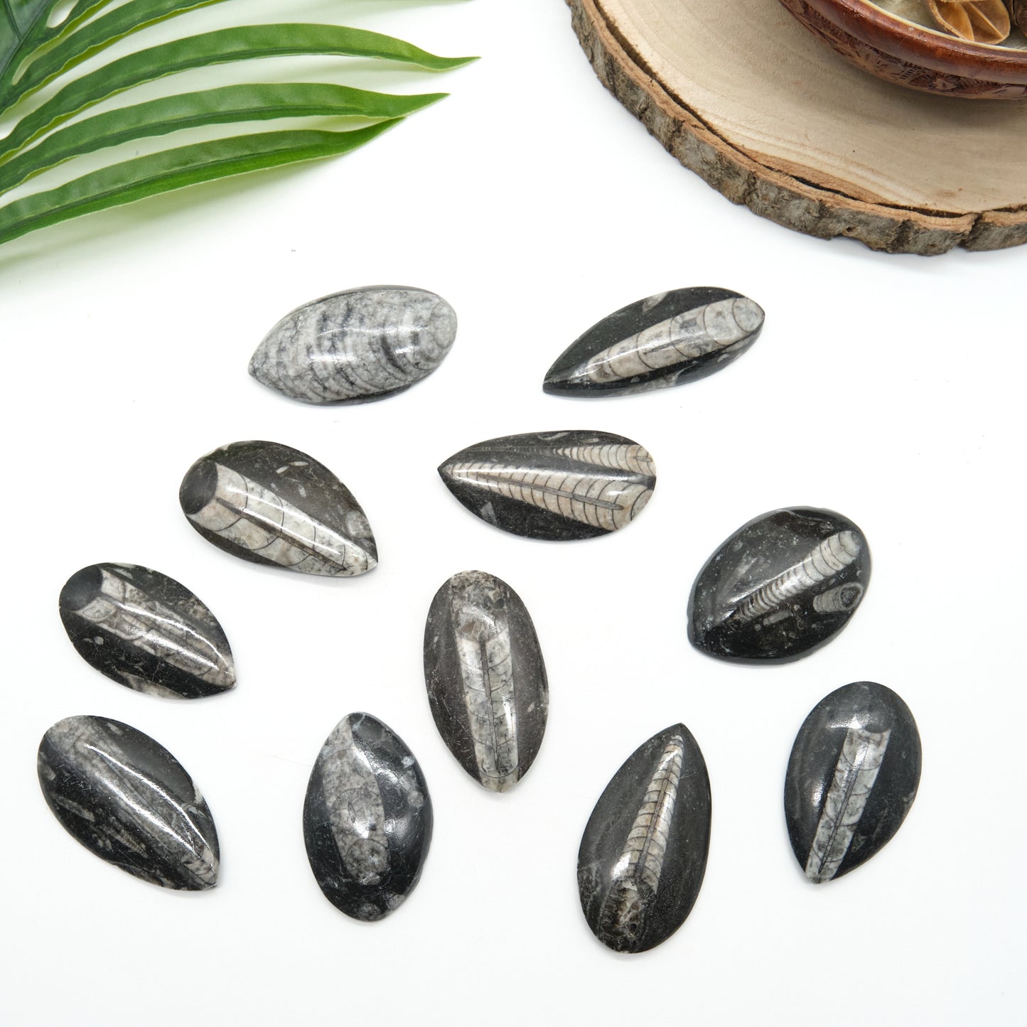 Polished Orthoceras Fossil 5-6cm