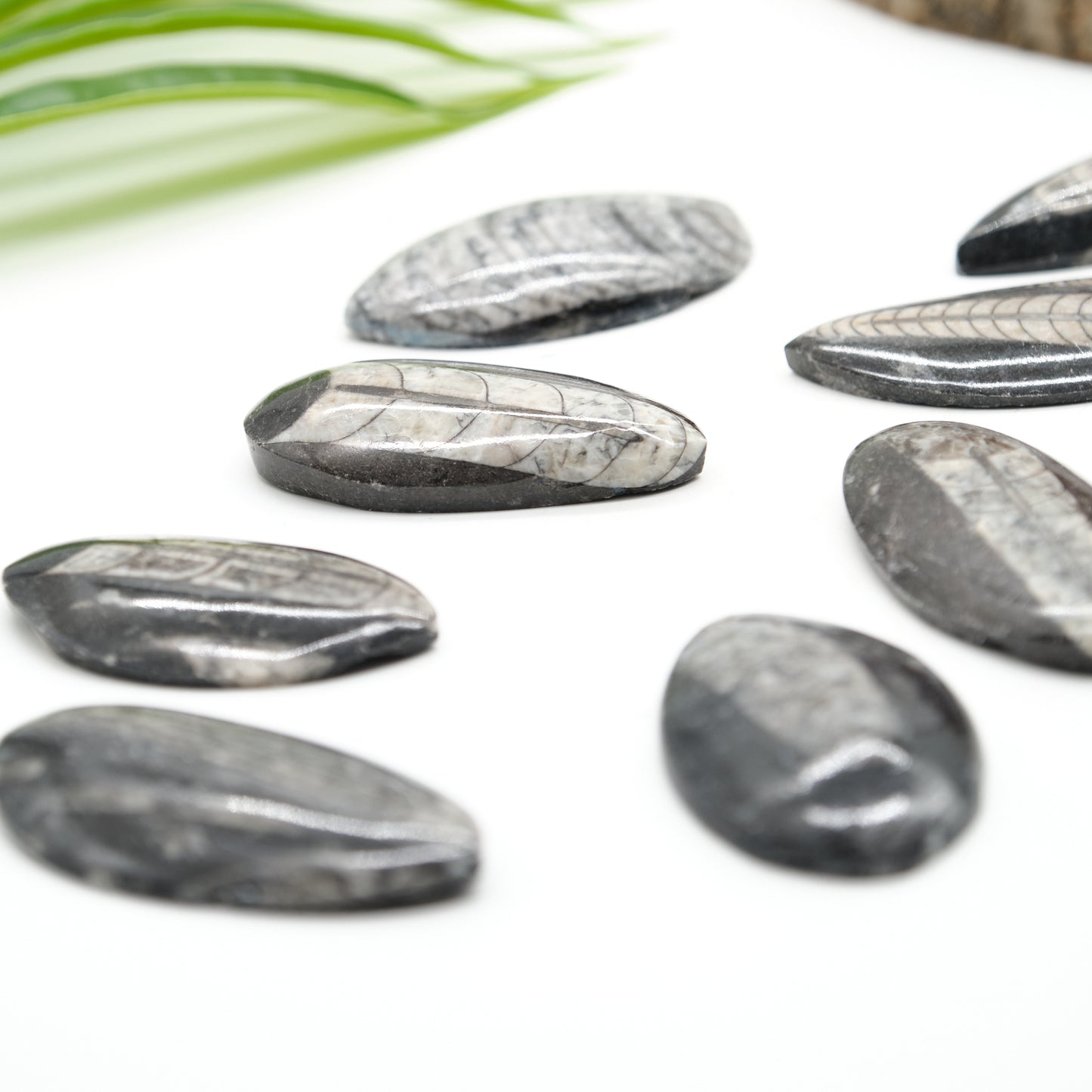 Polished Orthoceras Fossil 5-6cm