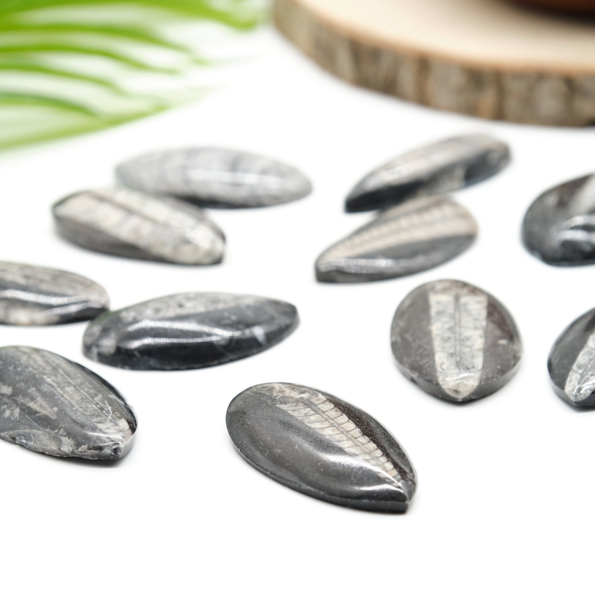 black orthoceras fossil, polished marble palmstone