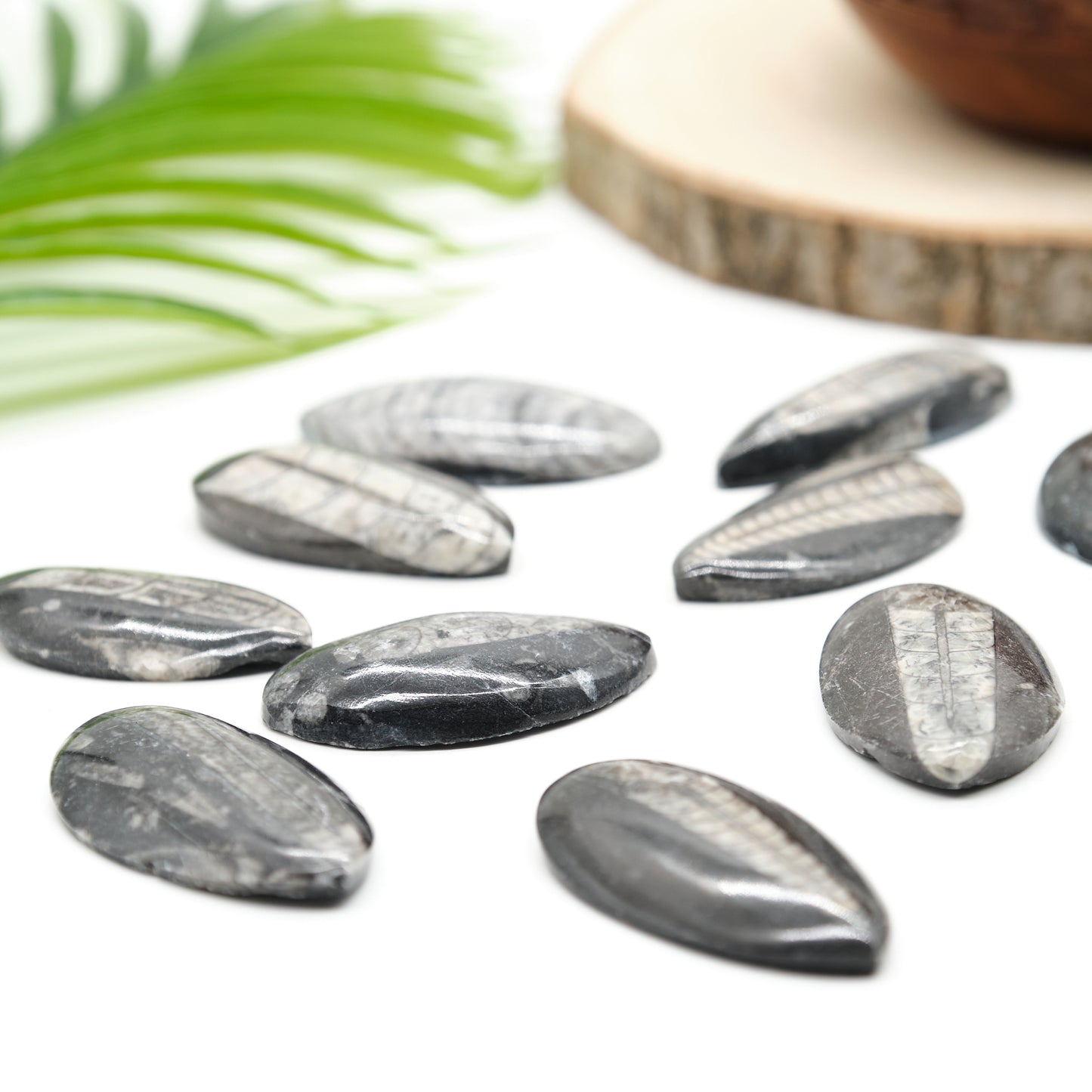 black orthoceras fossil, polished marble palmstone