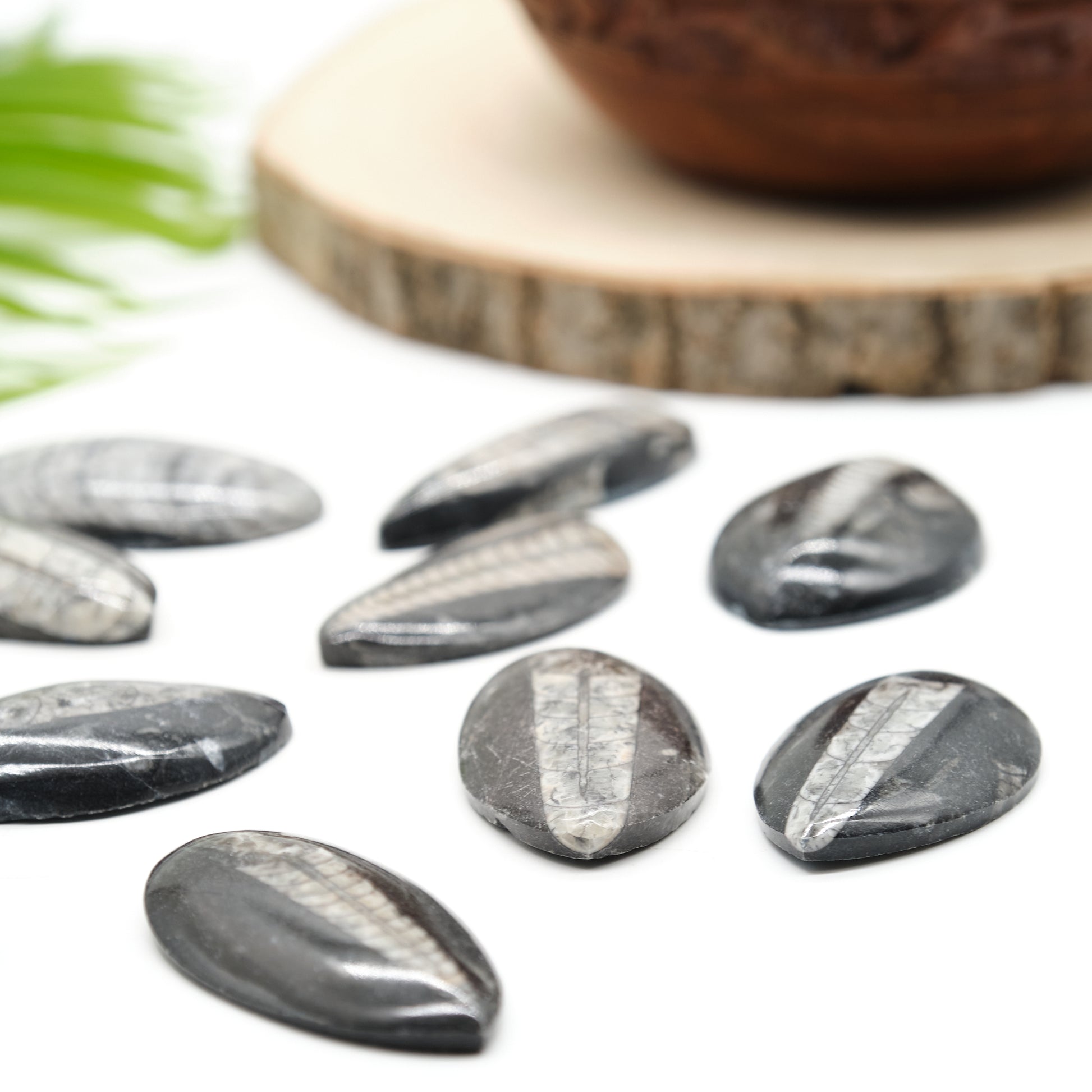 black orthoceras fossil, polished marble palmstone