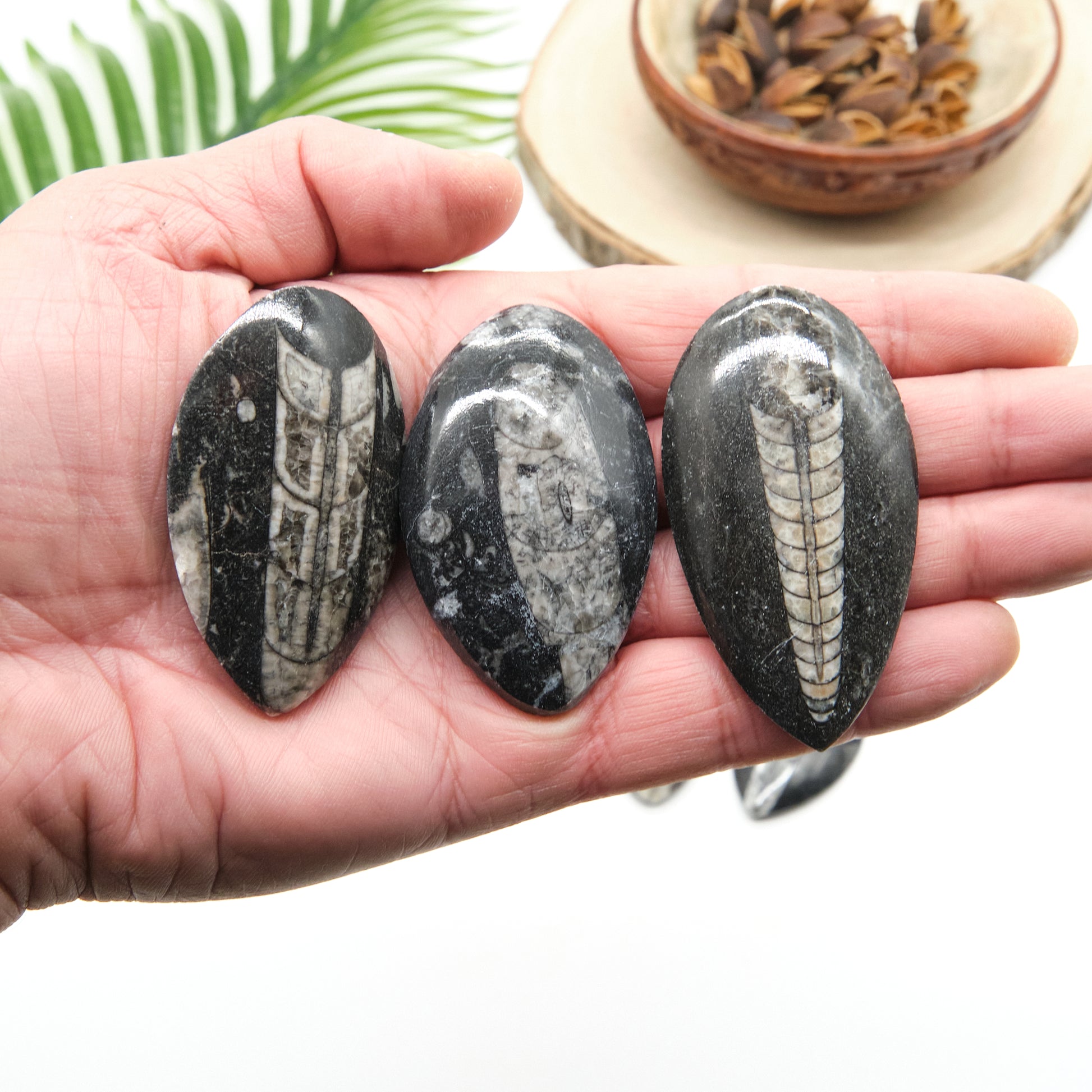 black orthoceras fossil, polished marble palmstone