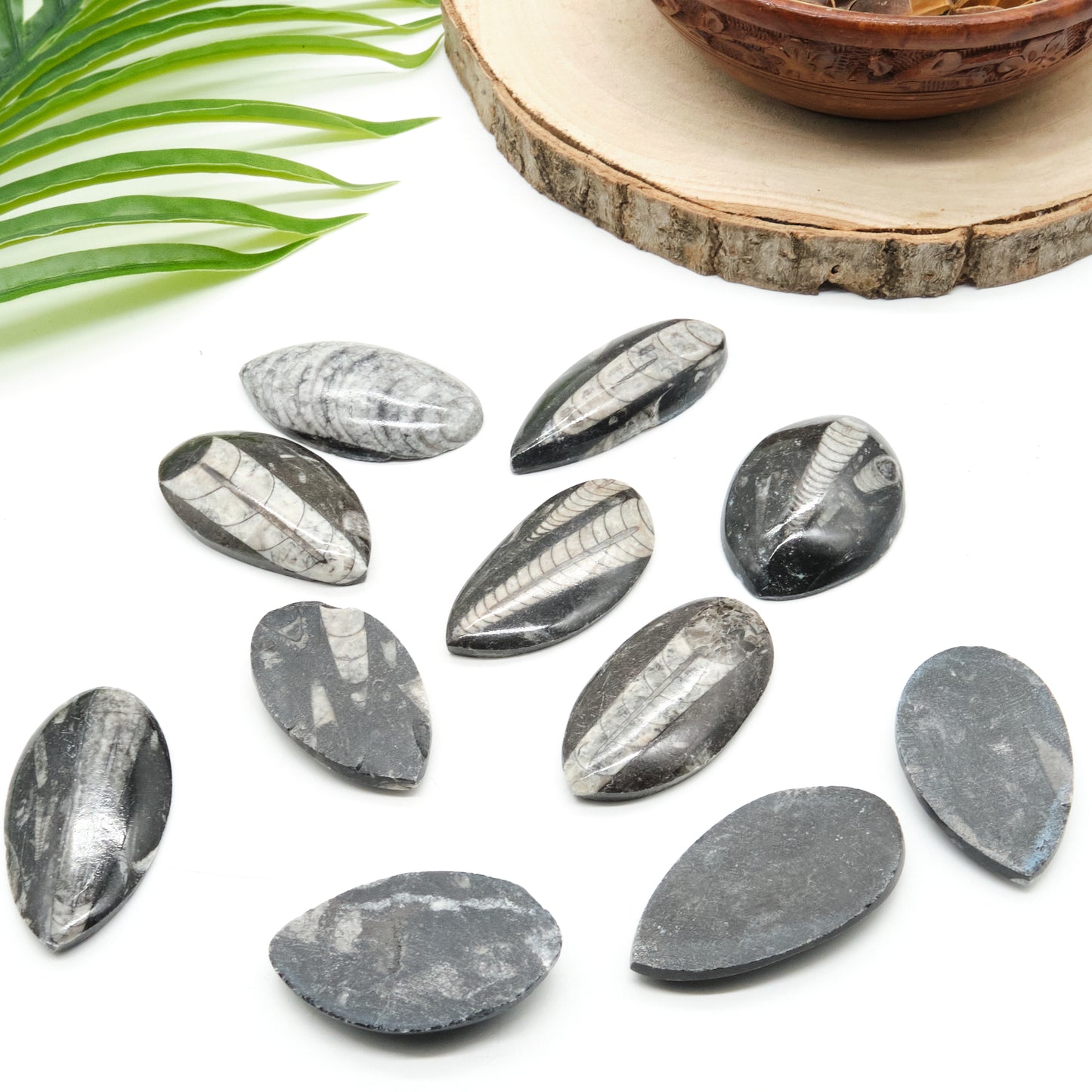 black orthoceras fossil, polished marble palmstone