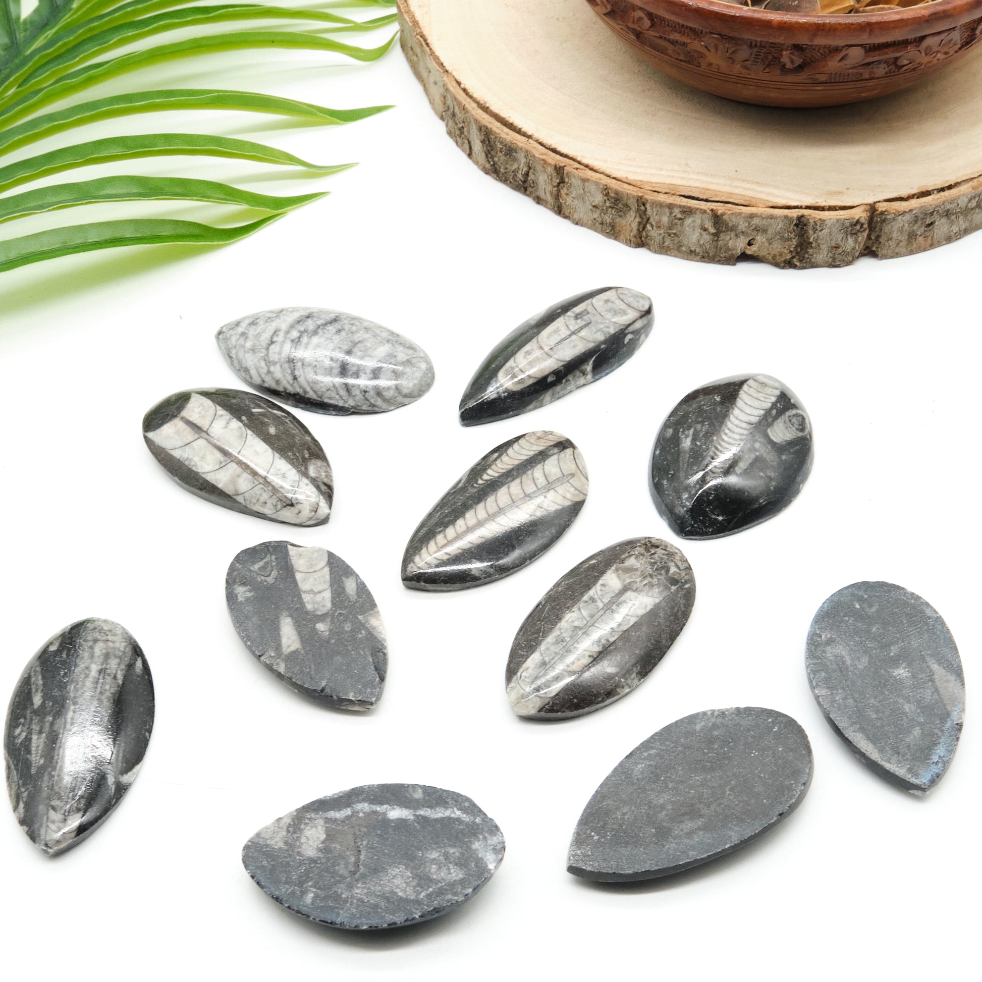 black orthoceras fossil, polished marble palmstone