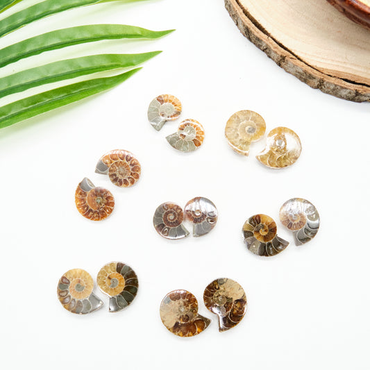 small ammonite pairs, honey, beige, black fossils