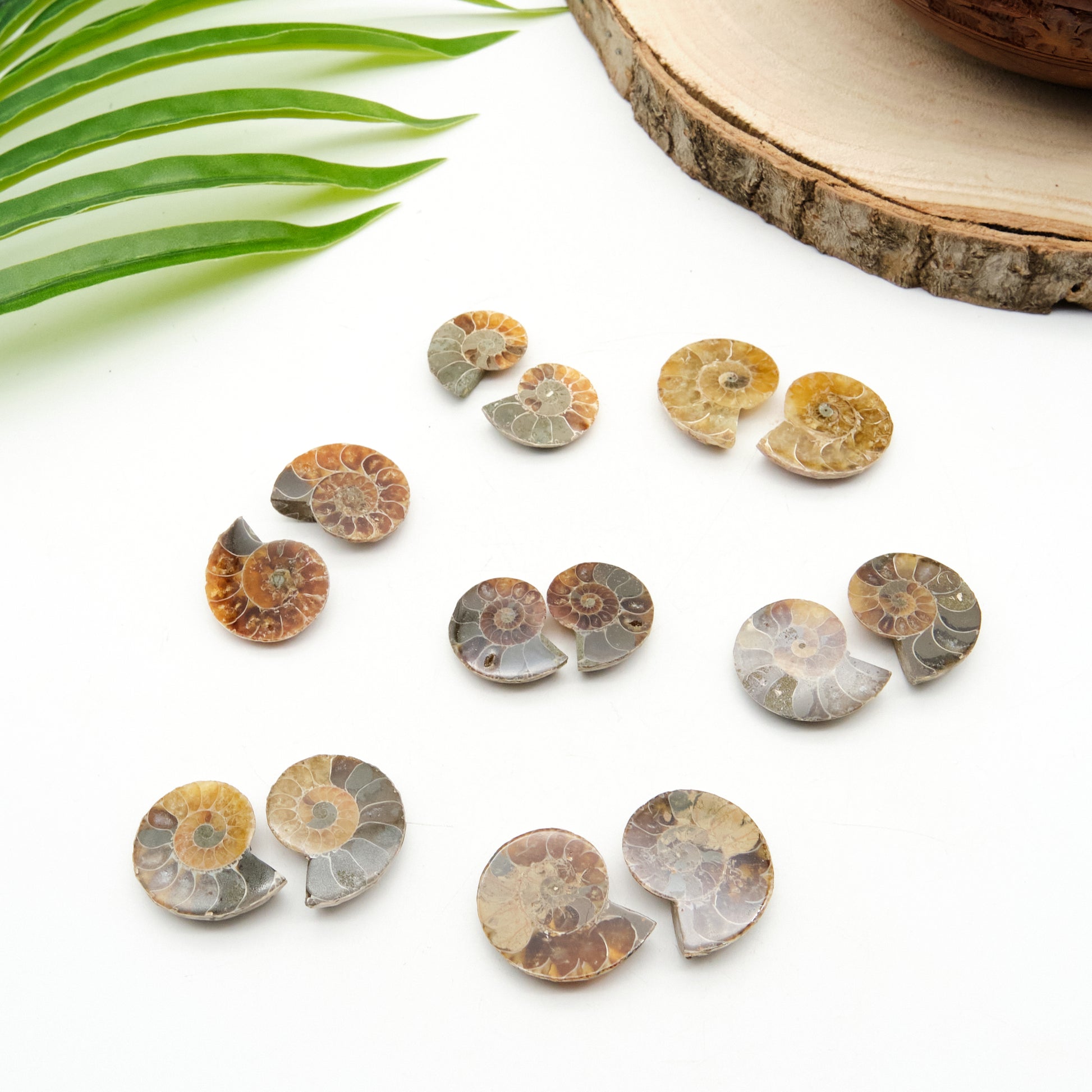 small ammonite pairs, honey, beige, black fossils