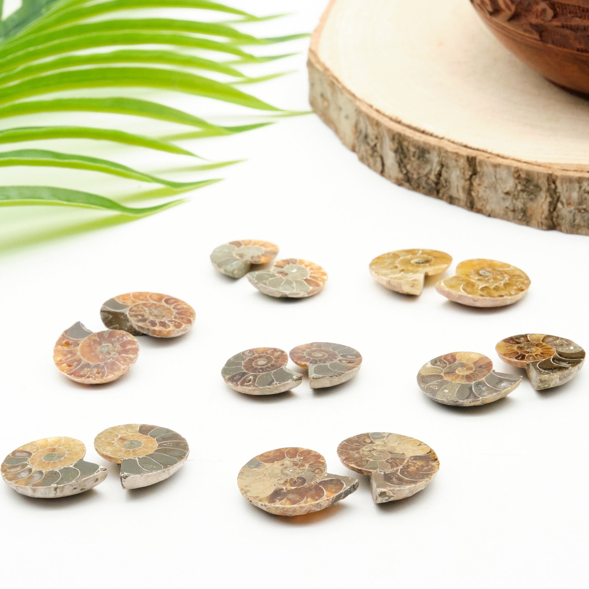 small ammonite pairs, honey, beige, black fossils