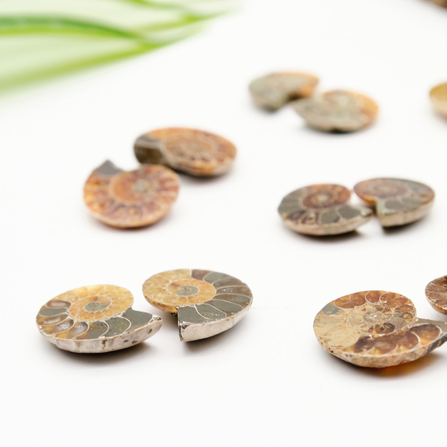 small ammonite pairs, honey, beige, black fossils