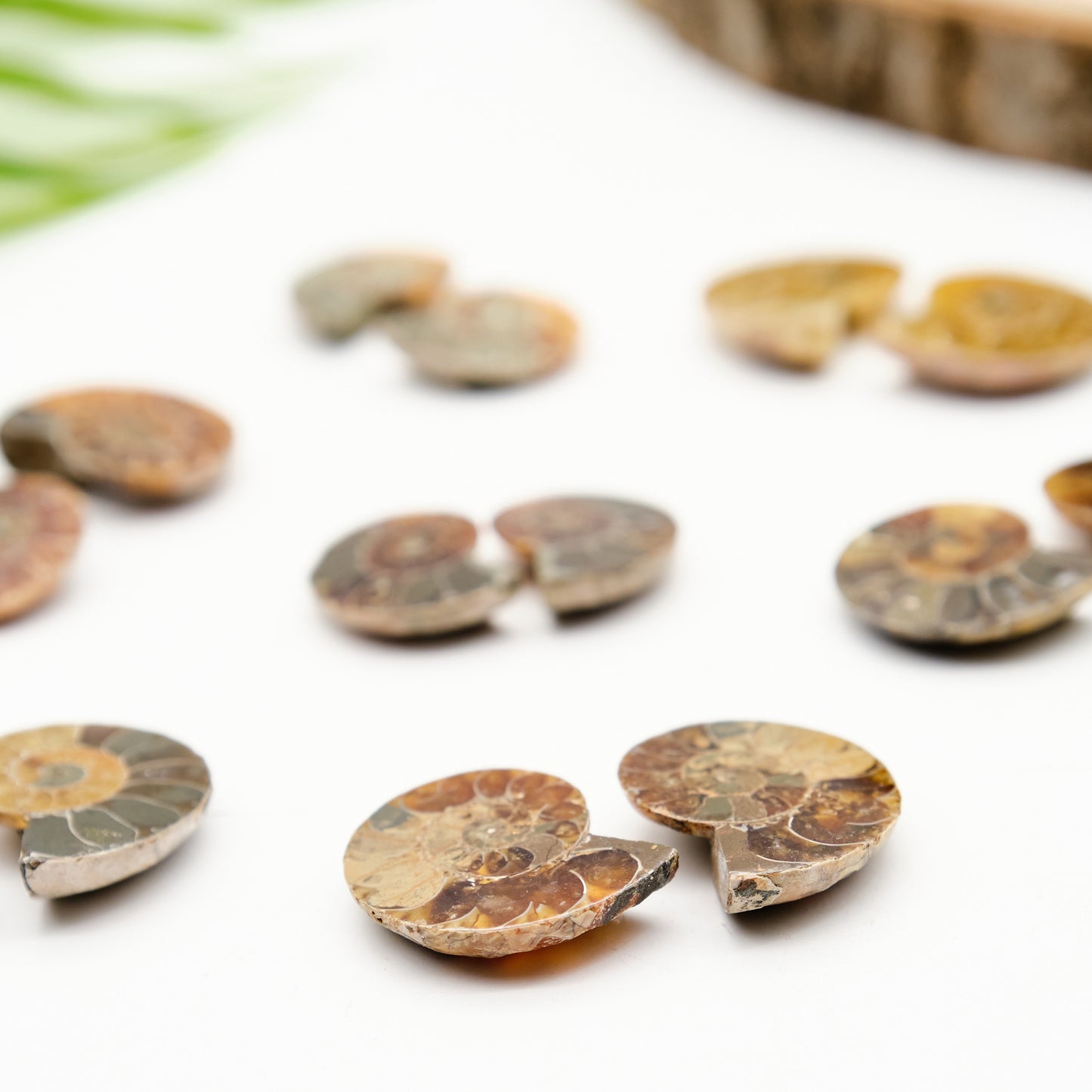 small ammonite pairs, honey, beige, black fossils