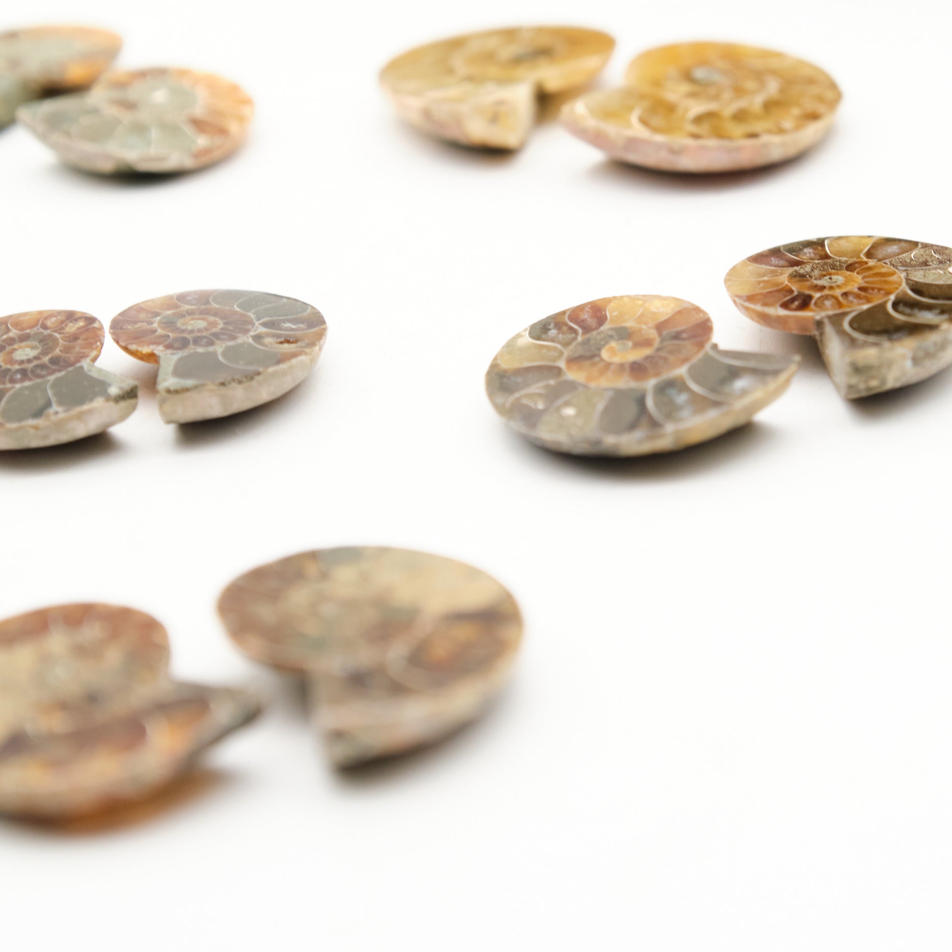 small ammonite pairs, honey, beige, black fossils