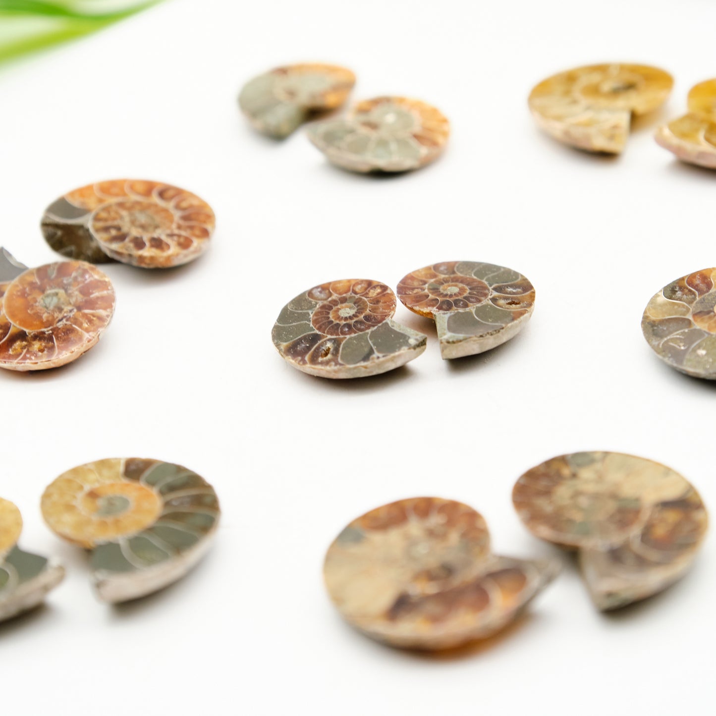 Small Polished Ammonite Pairs 2-3cm