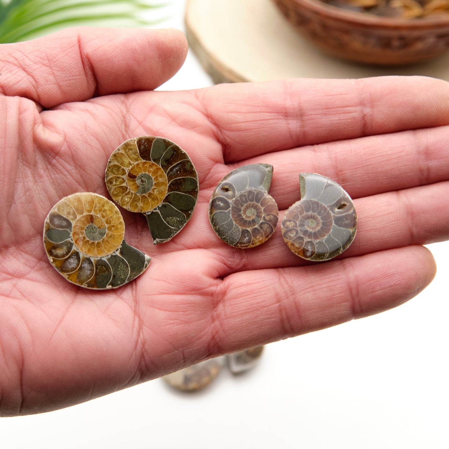 Small Polished Ammonite Pairs 2-3cm