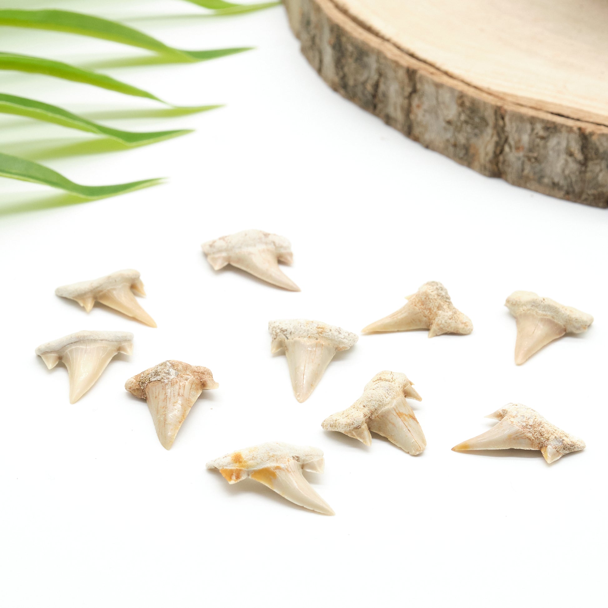 otudus shark teeth ivory white