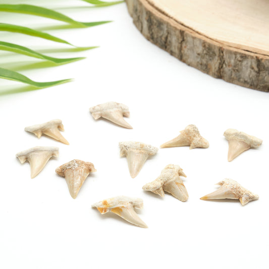 otudus shark teeth ivory white