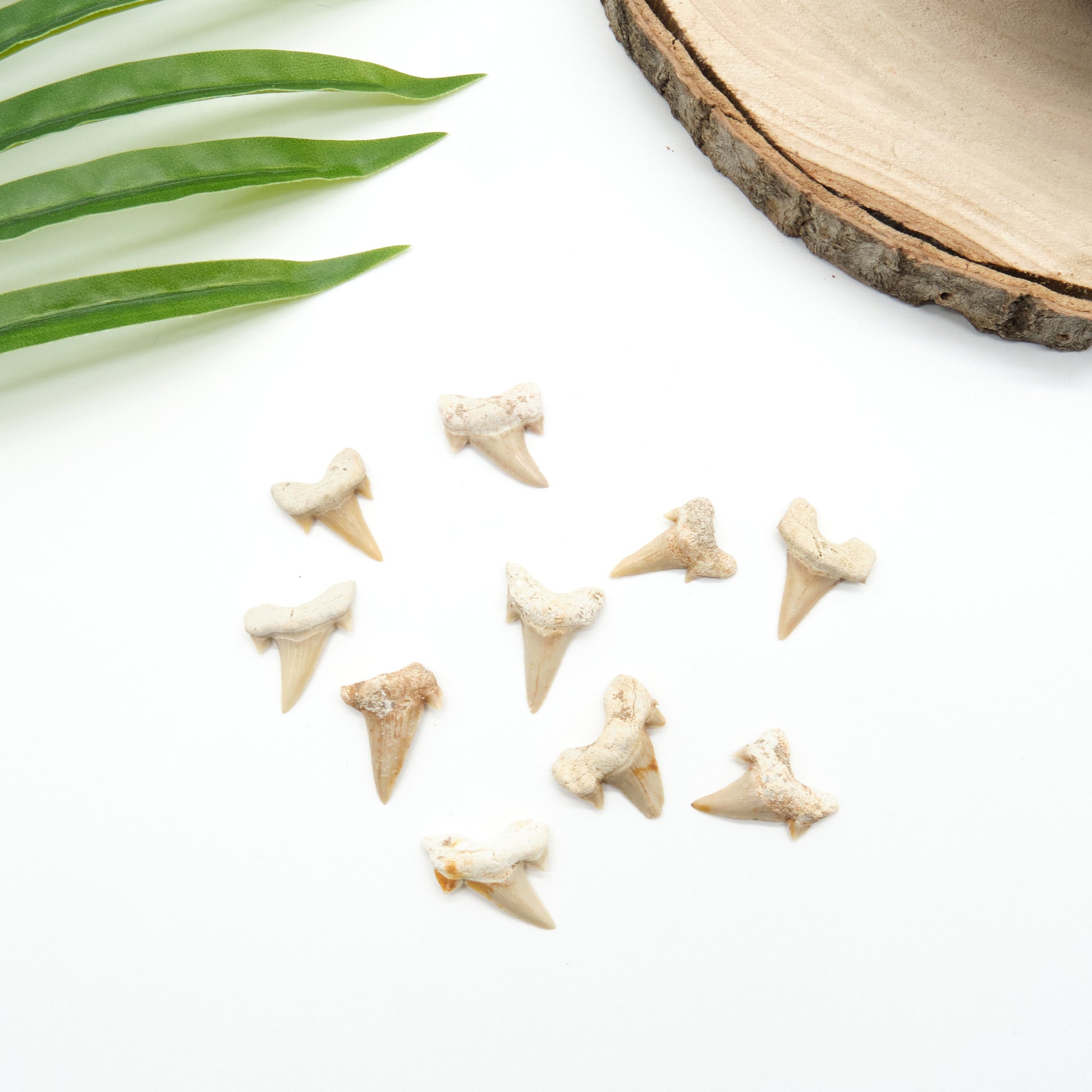 otudus shark teeth ivory white