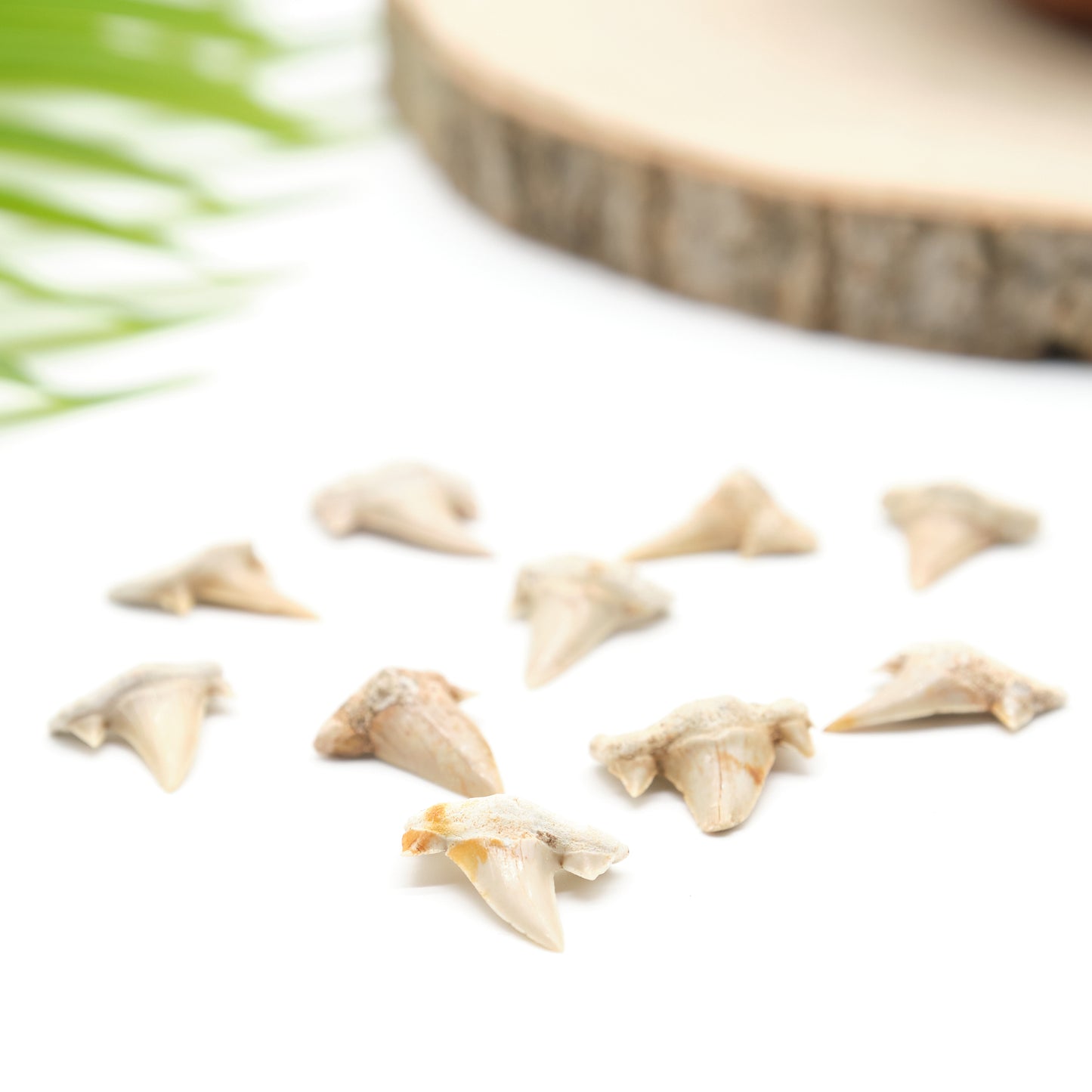 otudus shark teeth ivory white