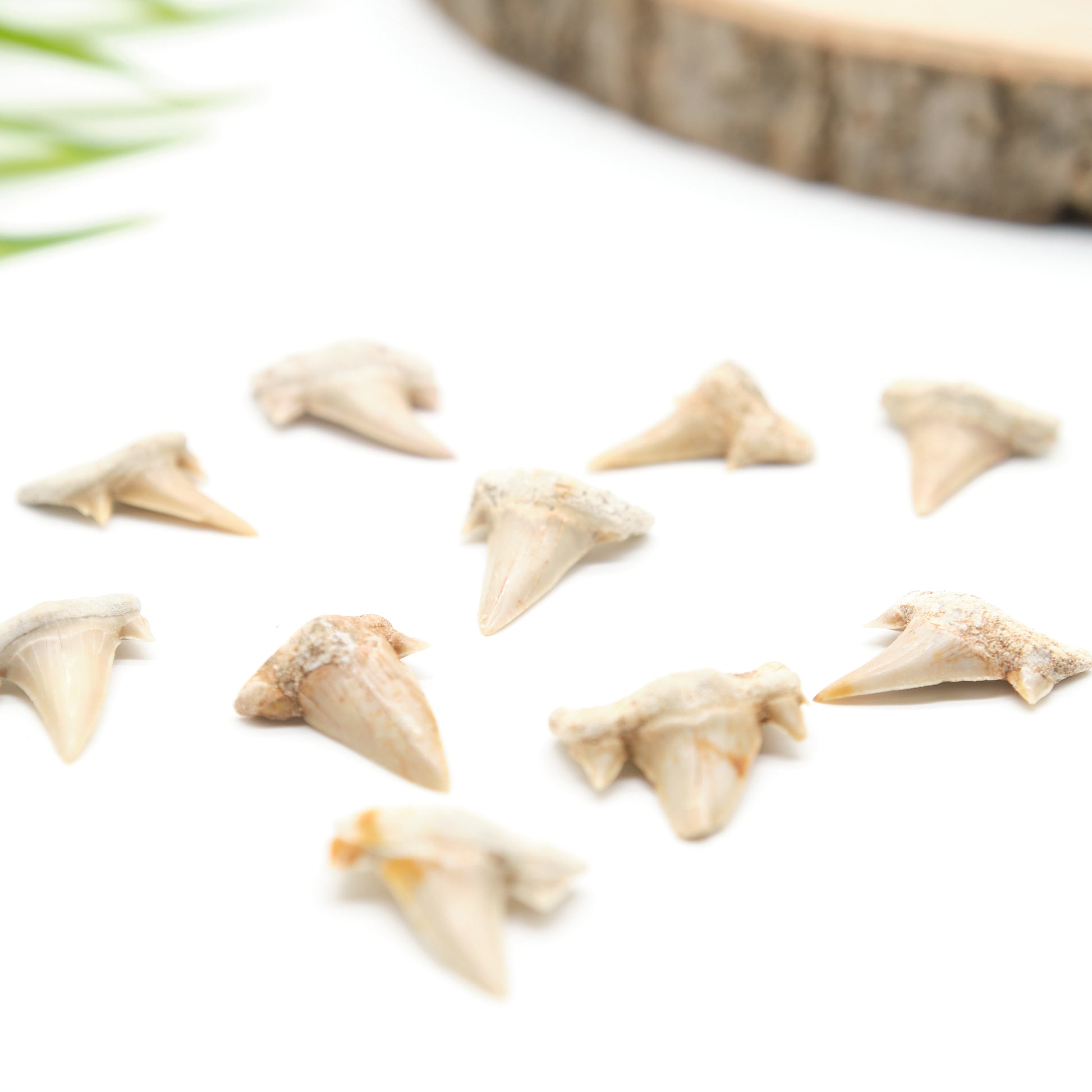 otudus shark teeth ivory white