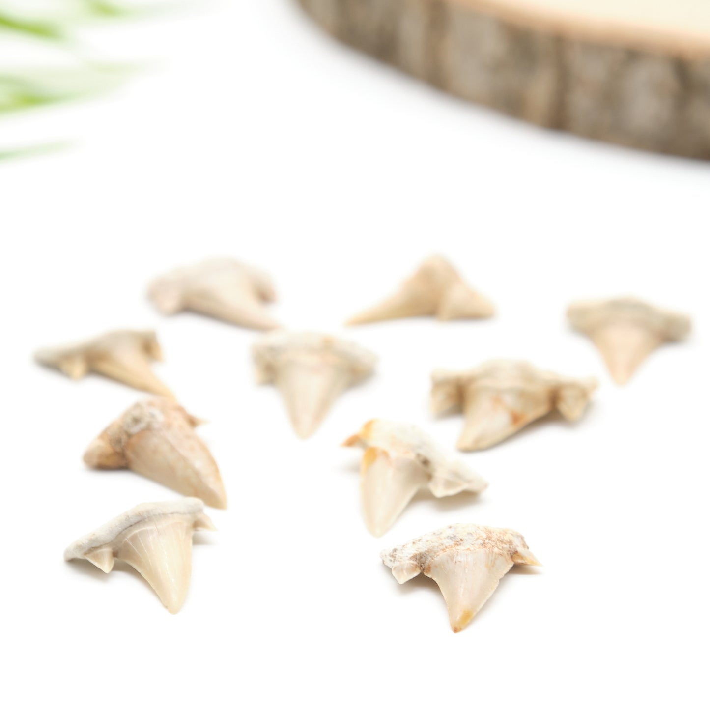 otudus shark teeth ivory white