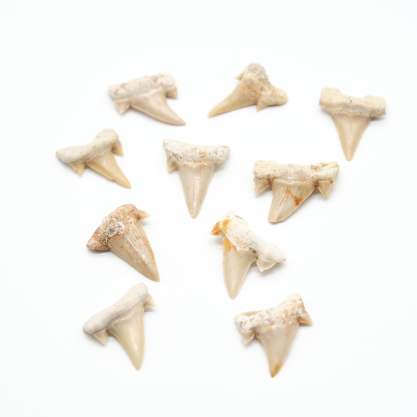 otudus shark teeth ivory white