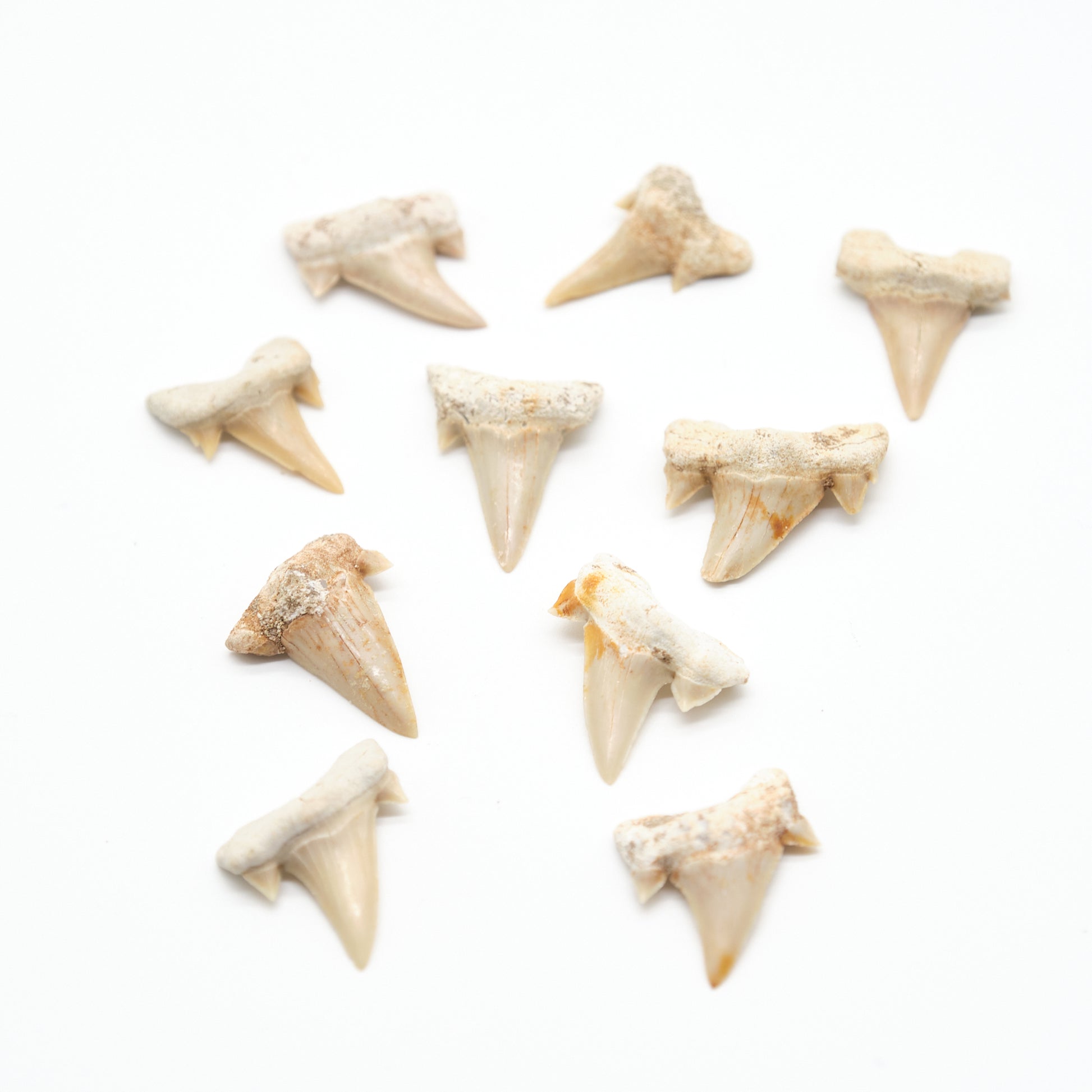 otudus shark teeth ivory white