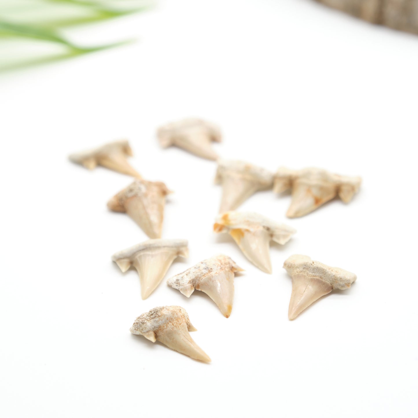 otudus shark teeth ivory white