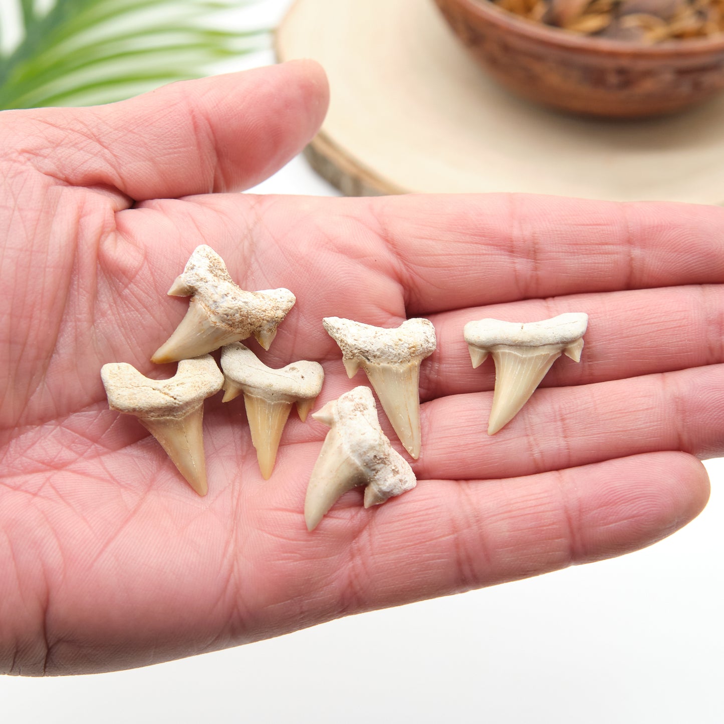 Small Otudus Shark Tooth 2-3cm x 1 Piece