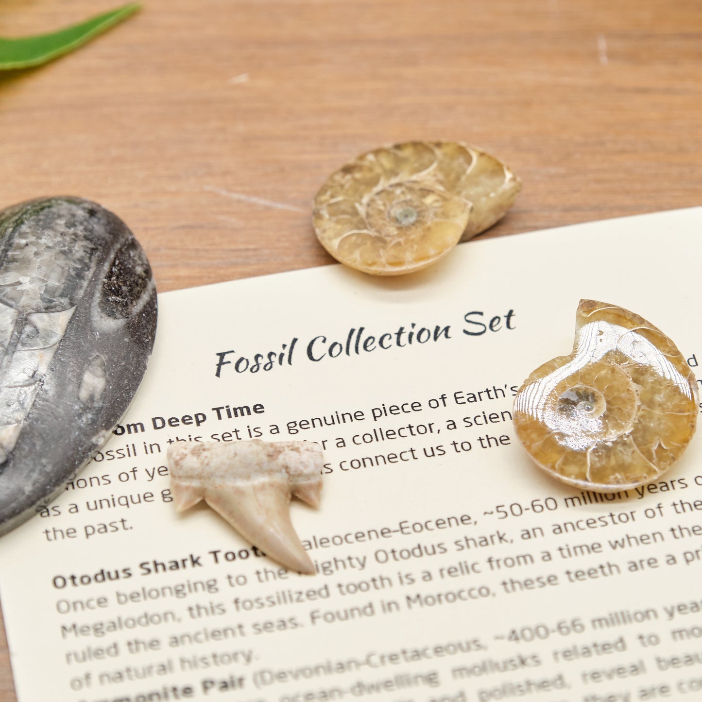 Fossil Collection Set
