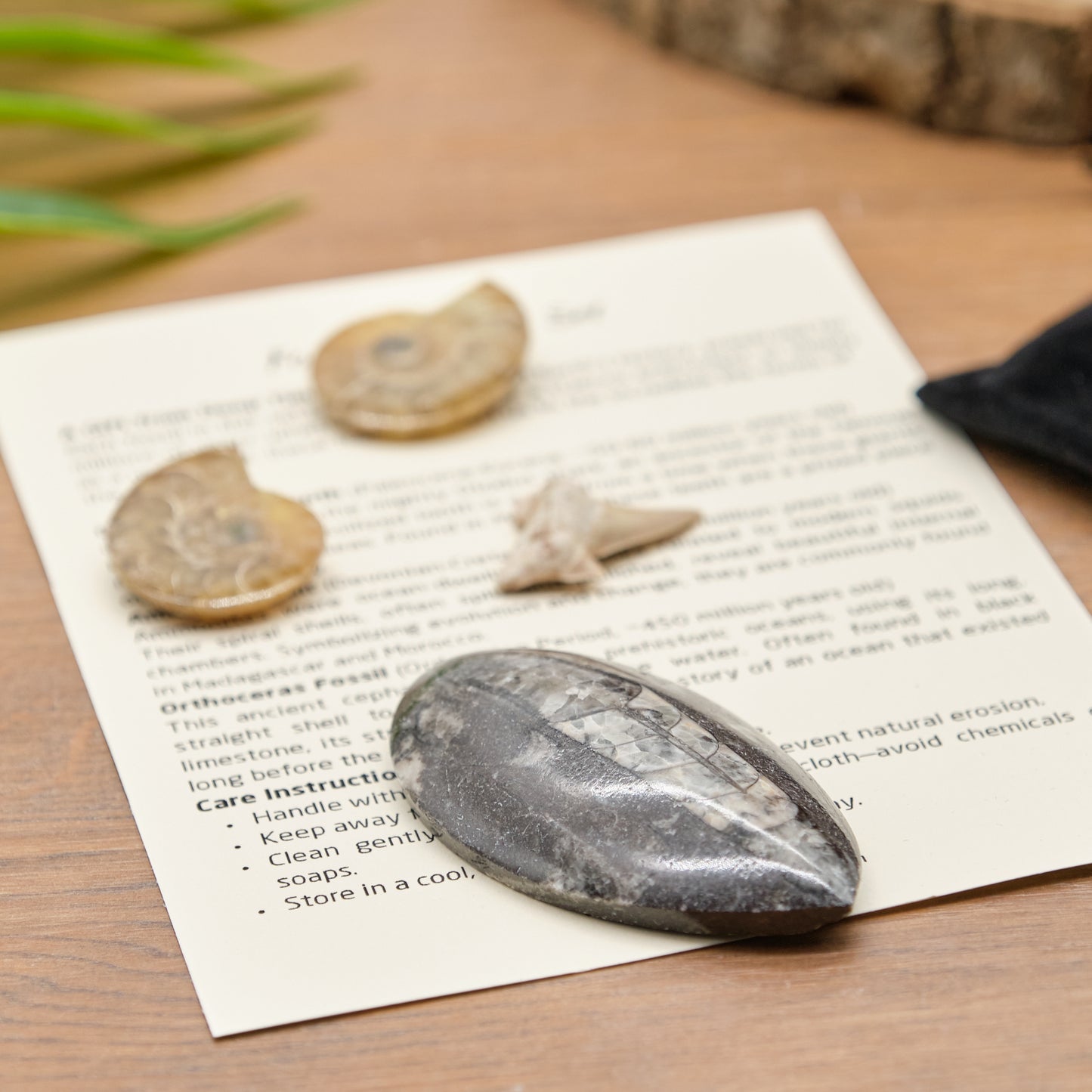 Fossil Collection Set