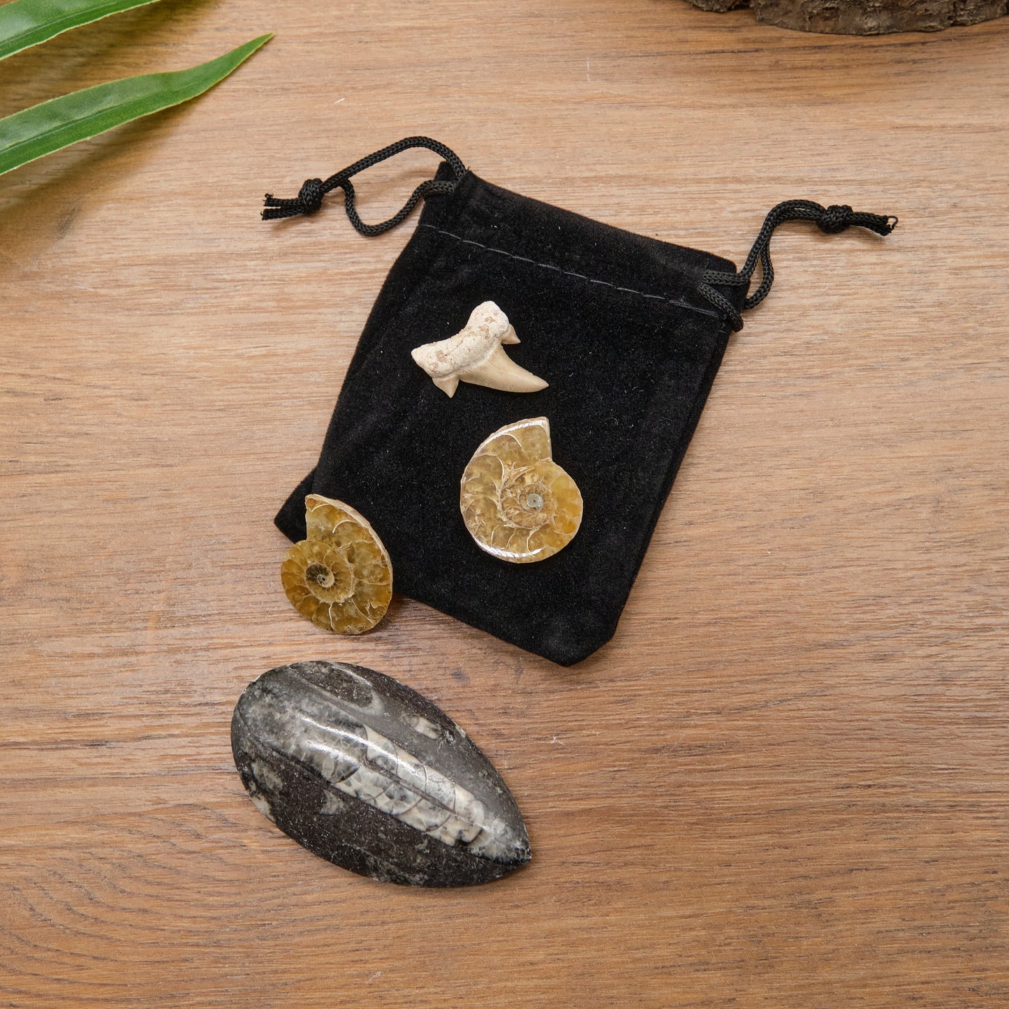 Fossil Collection Set