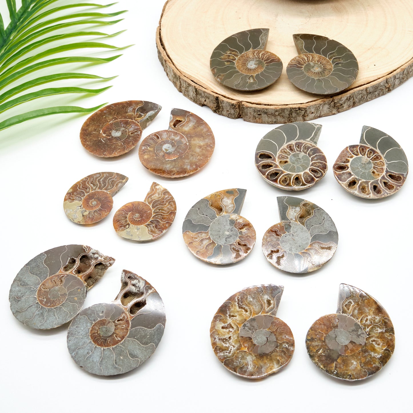 large authentic ammonite pairs prehistorc fossils