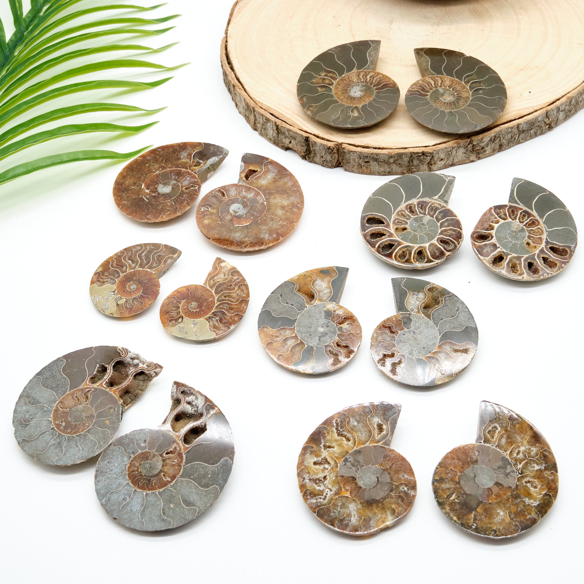 large authentic ammonite pairs prehistorc fossils